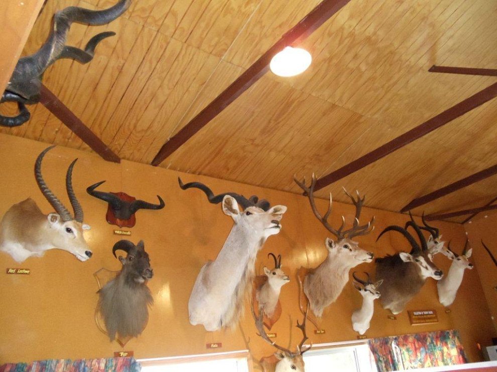 DSC00206 (2).jpg - Inside the Thames Valley Deer Stalkers club house.